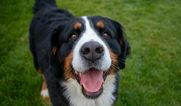 Past een Berner Sennenhond goed bij mij?