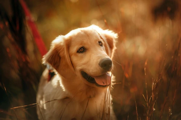 Past een golden retriever goed bij mij?