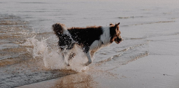 Met de hond op vakantie, waar op letten?