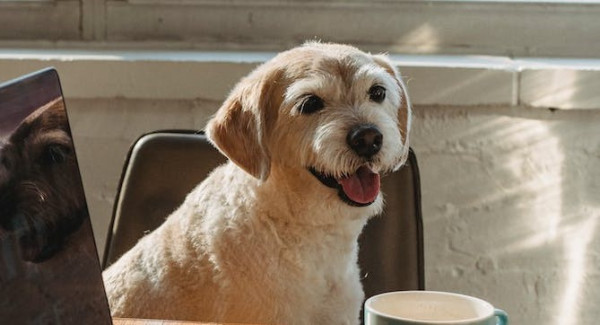 Hoe kan ik een hond en werk combineren?