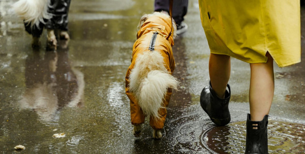 Wat zijn de voordelen en nadelen van een hond?