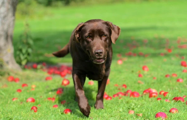 Past een labrador goed bij mij?