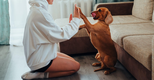 Hoeveel tijd kost een hond?